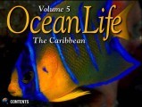 Ocean Life Volume 5: The Caribbean (1996)